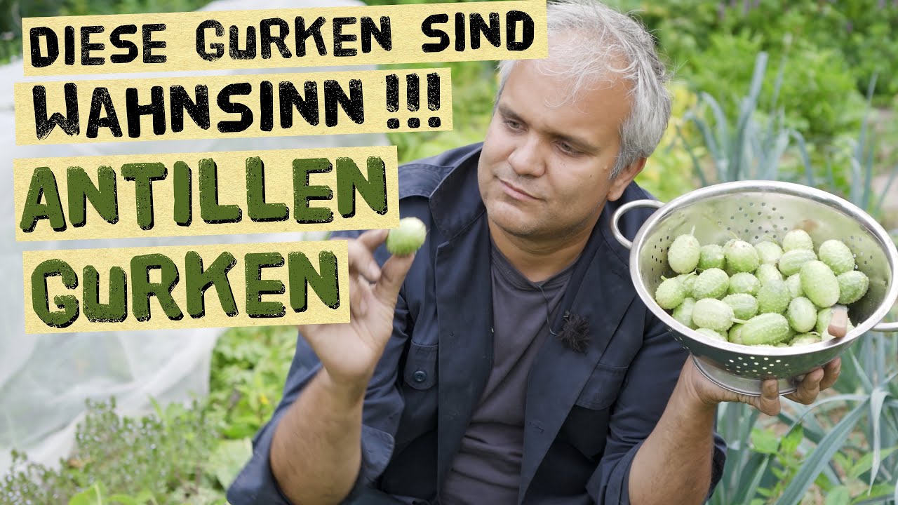 Ertragreiche Antillengurken im Garten und dem Balkon selber anbauen - So schmecken Cucumis anguria
