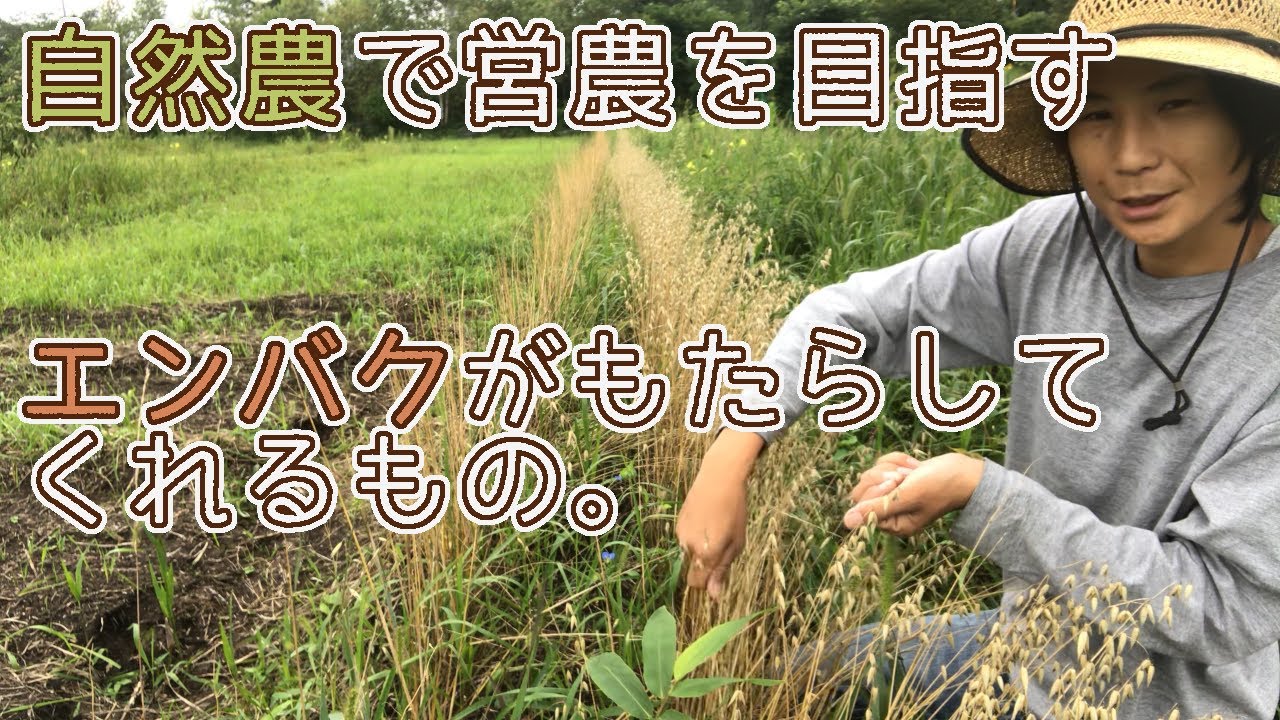 【自然農で営農を目指す】#33エンバクがもたらしてくれるもの