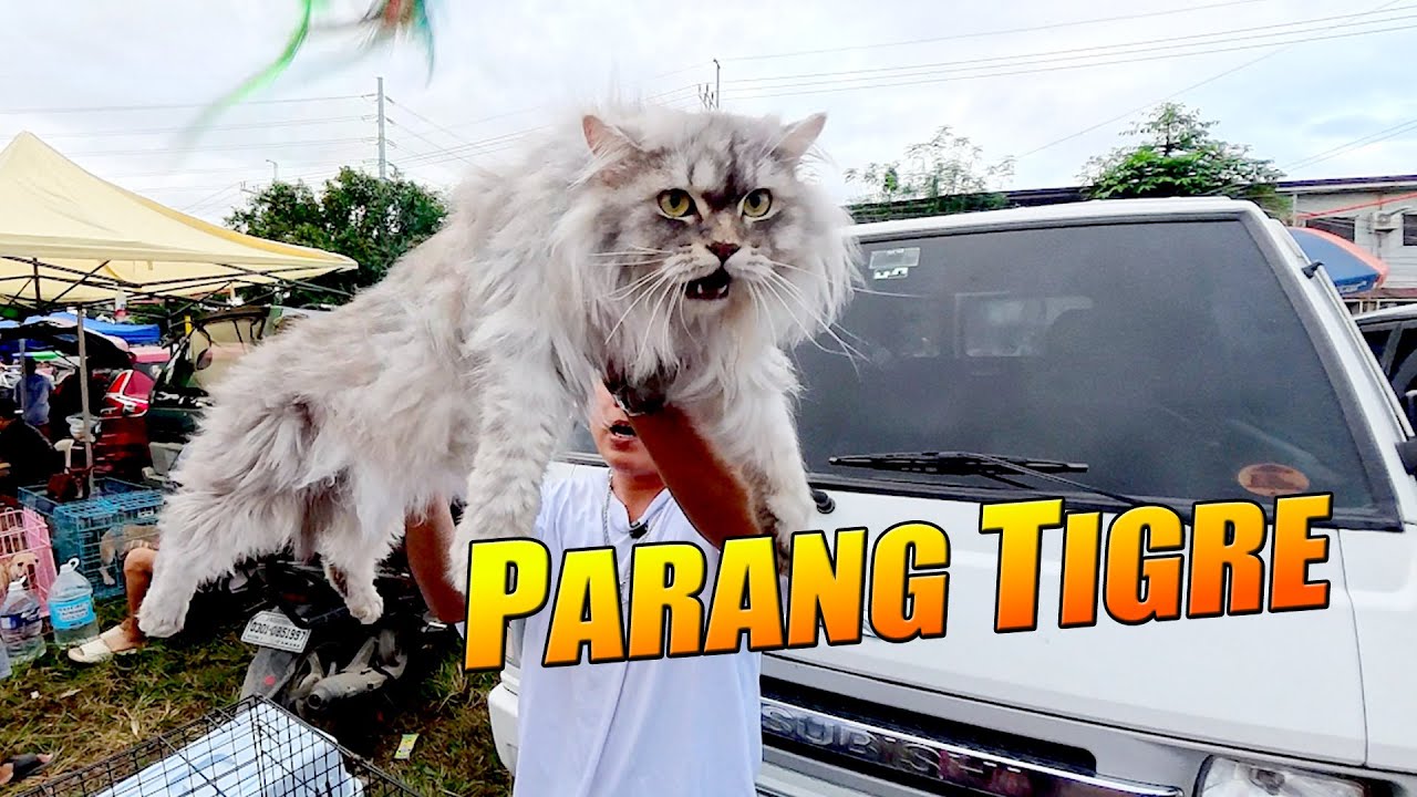 PINAKA MALAKING PUSA SA BOCAUE
