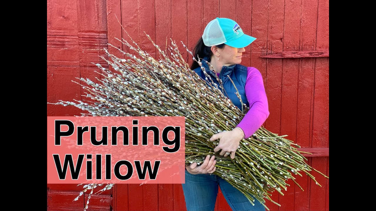 How To Prune Willow | PepperHarrow