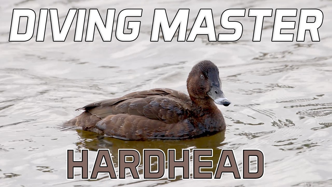Hardhead: The only Diving Duck in Australia