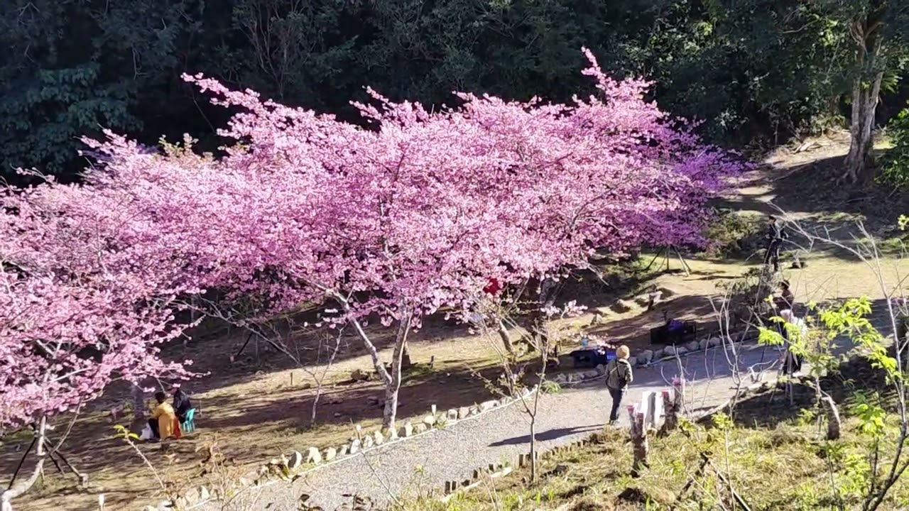 2026 寶山 二集團 櫻花公園 櫻花季