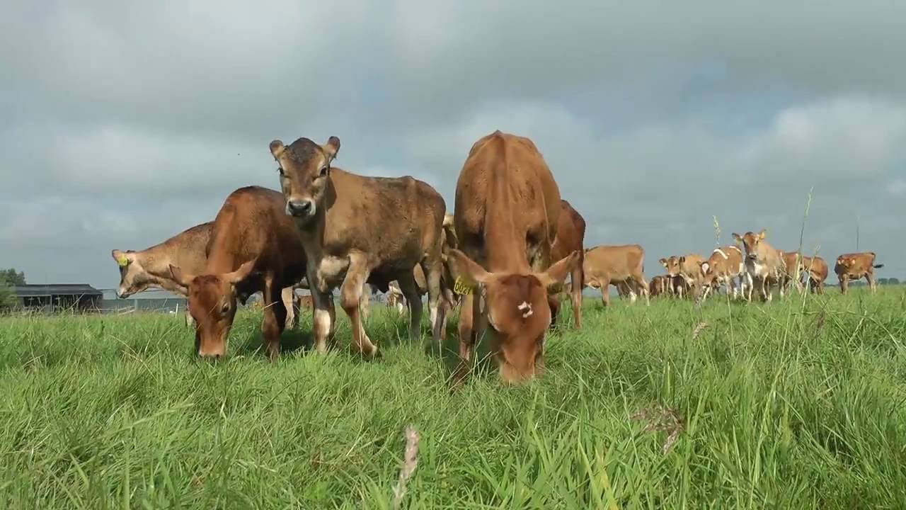 Jersey Kalfjes naar de wei      (Jersey calves go into the meadow)