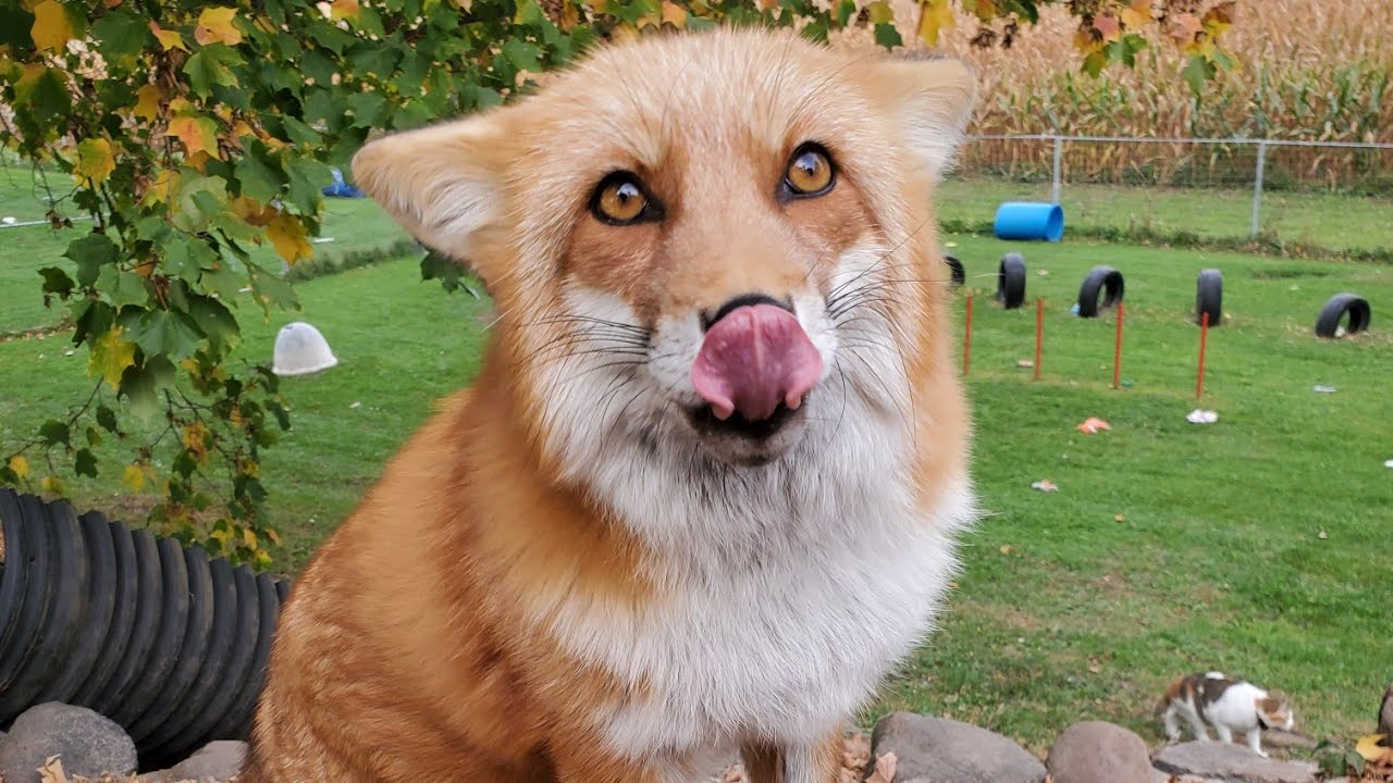 Foxes sit for treats