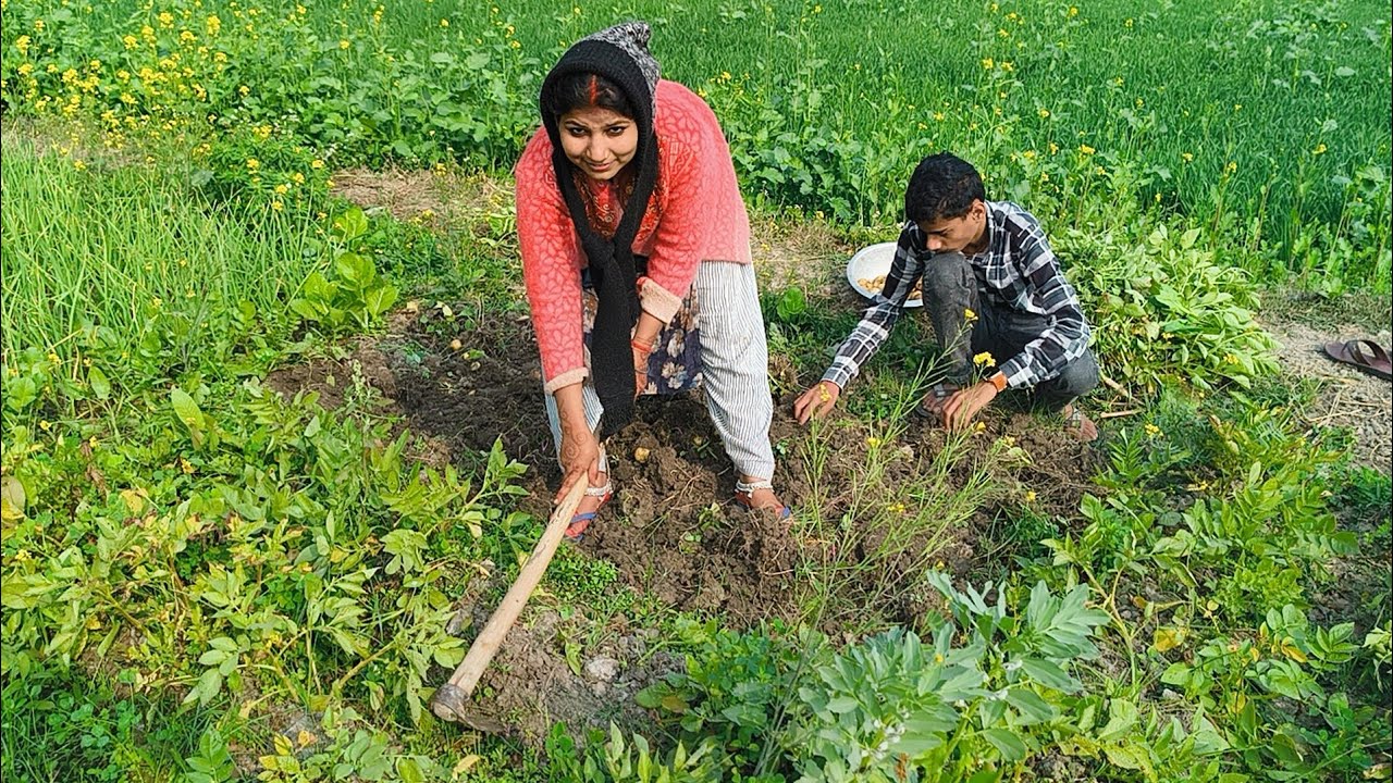 🌾🍽️ **Kheto Mei Aalu Khonte Samay: एक अनमोल अनुभव!* 🍽️🌾 #आलू #खेती #vlog #KhetiMeAalu #Agricul 👍🙏👏💯🥰