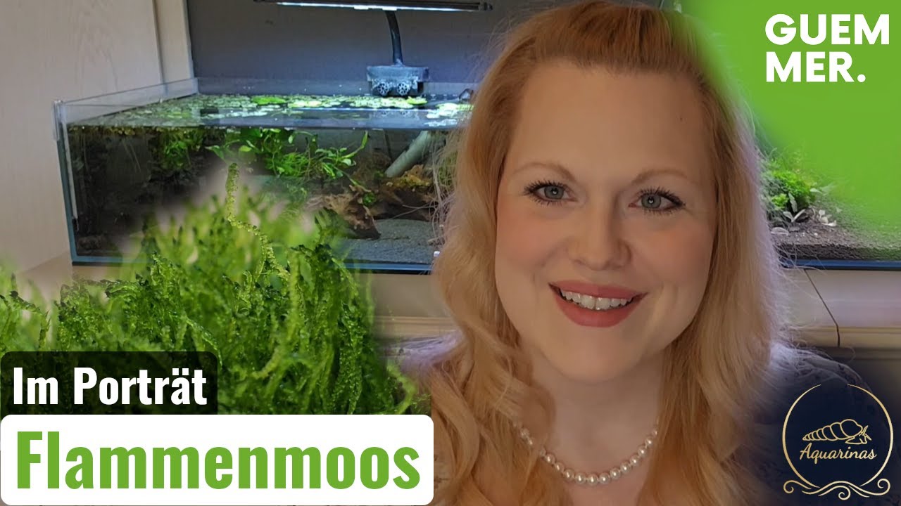 Taxiphyllum sp. | Das Flammenmoos im Pflanzenporträt