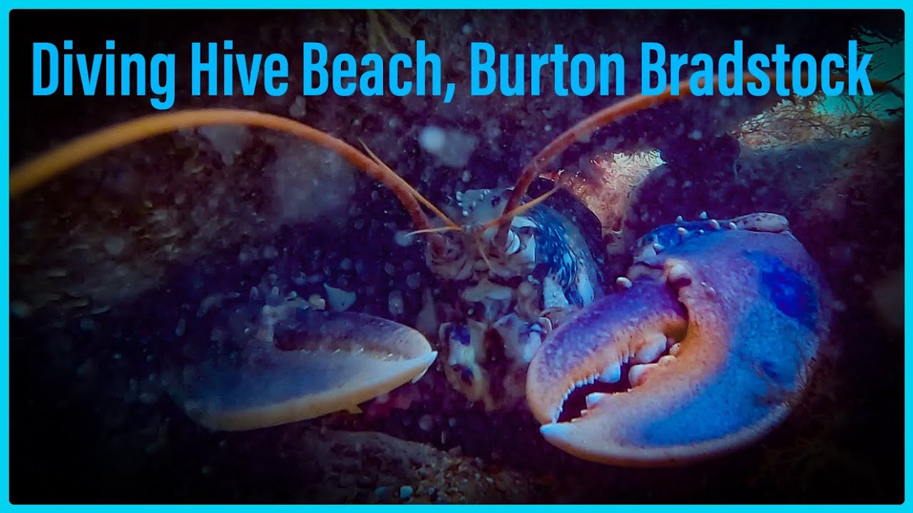 Diving  Hive Beach, Burton  Bradstock- Face to Face with Large Lobster