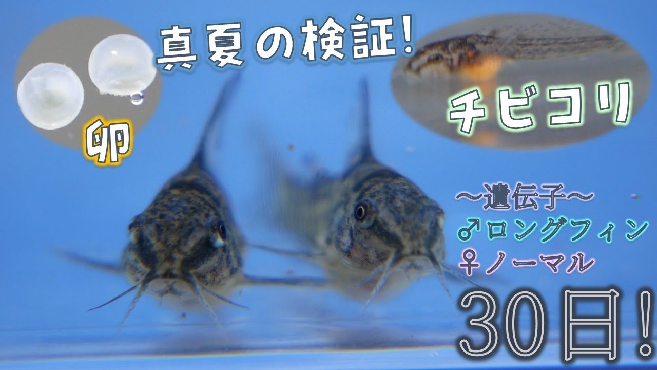 【毎日記録】青コリの卵からの生後1カ月までの記録だぜ！♂ロングフィン×♀ノーマル。品種はコリドラス・パレアタス！【ふぶきテトラ】