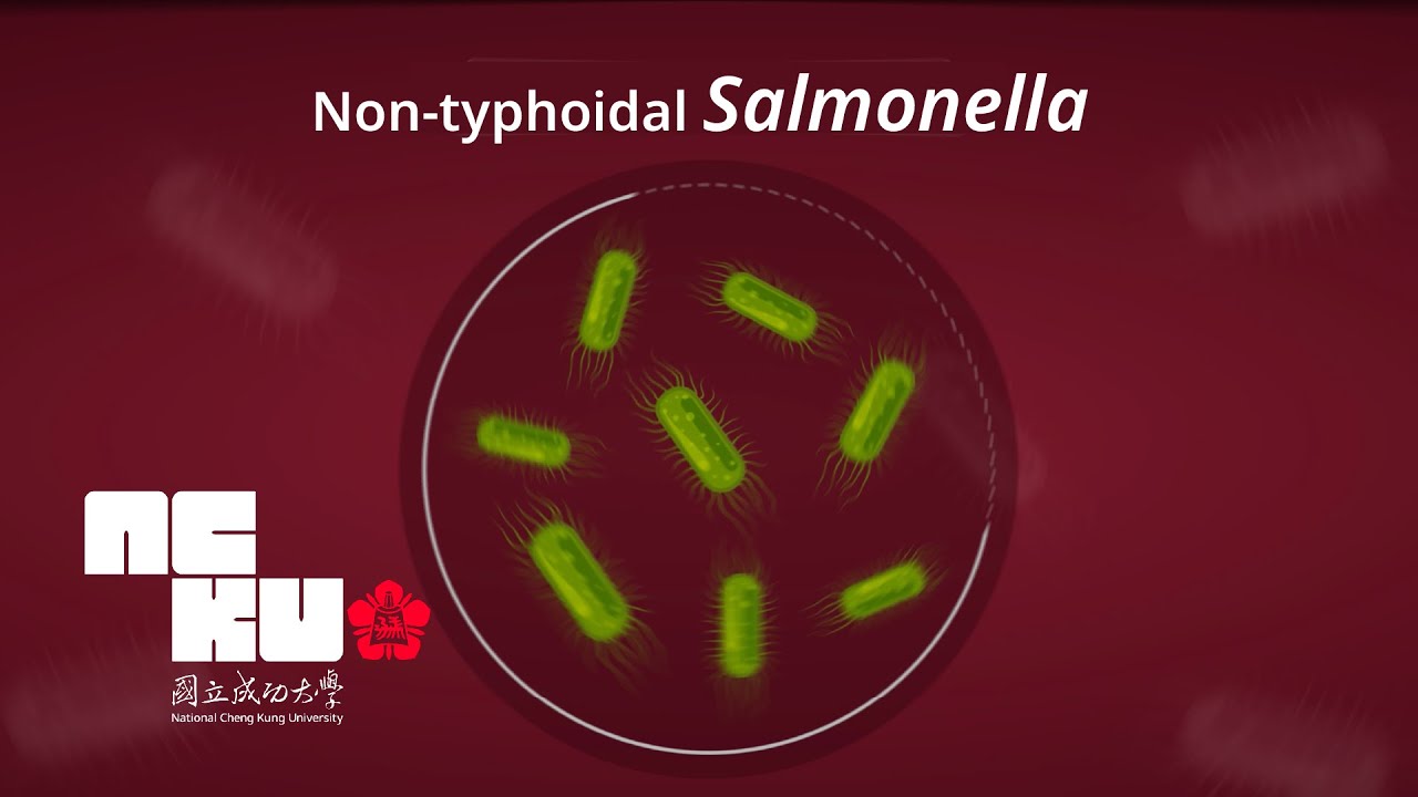Risk of Non-typhoidal Salmonella Vascular Infection Increases with Atherosclerosis | Research NCKU