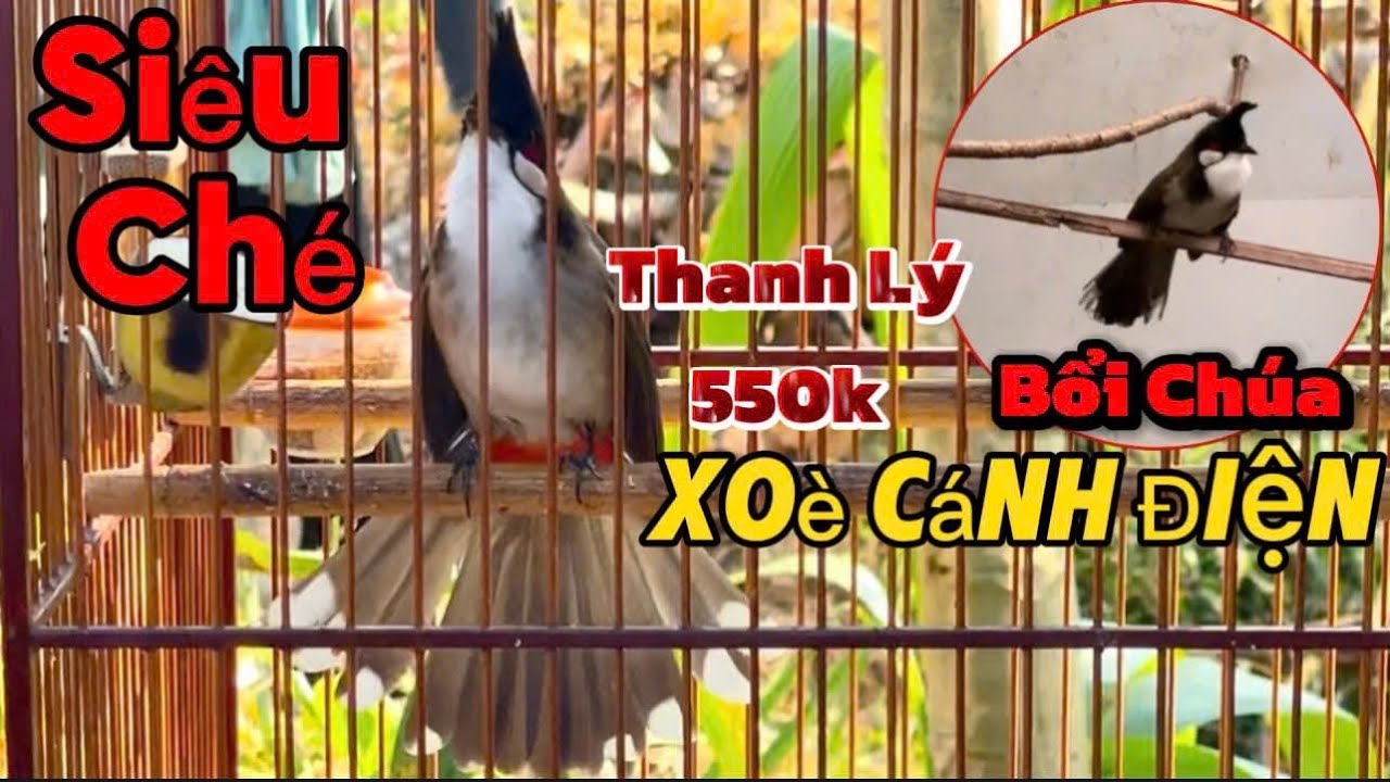 25/2 siêu phẩm mộc rừng / mau mỏ lanh cầu / máy ché / hầu bò / bổi xoè cứng siêu gấu