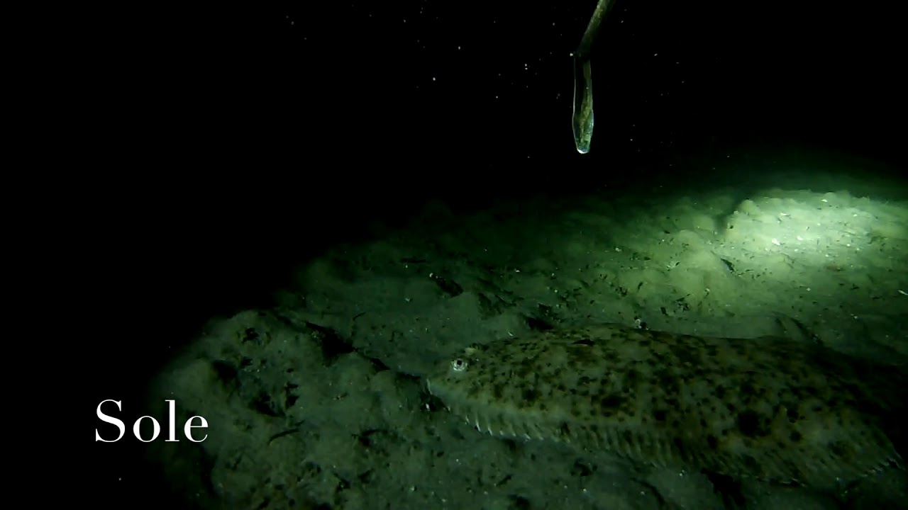 guernsey spearfishing at night 2017