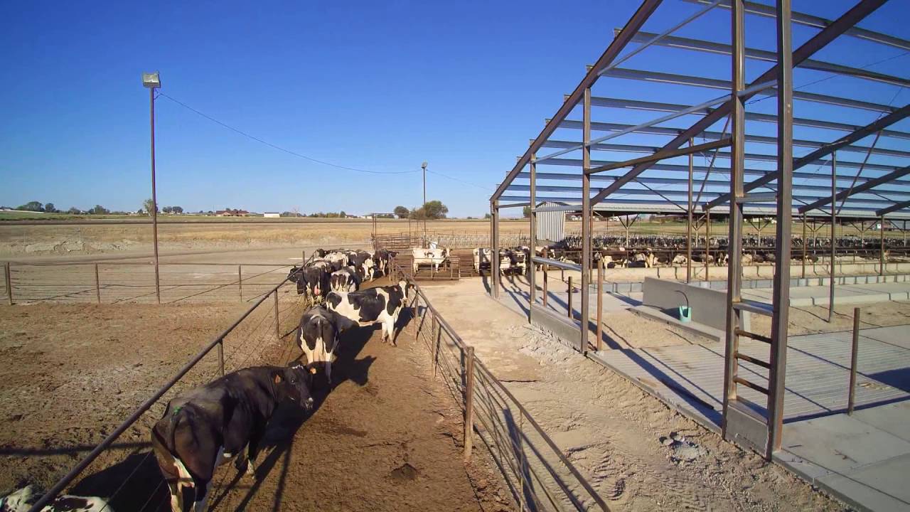Vance Dairy Construction Freestall Barn project