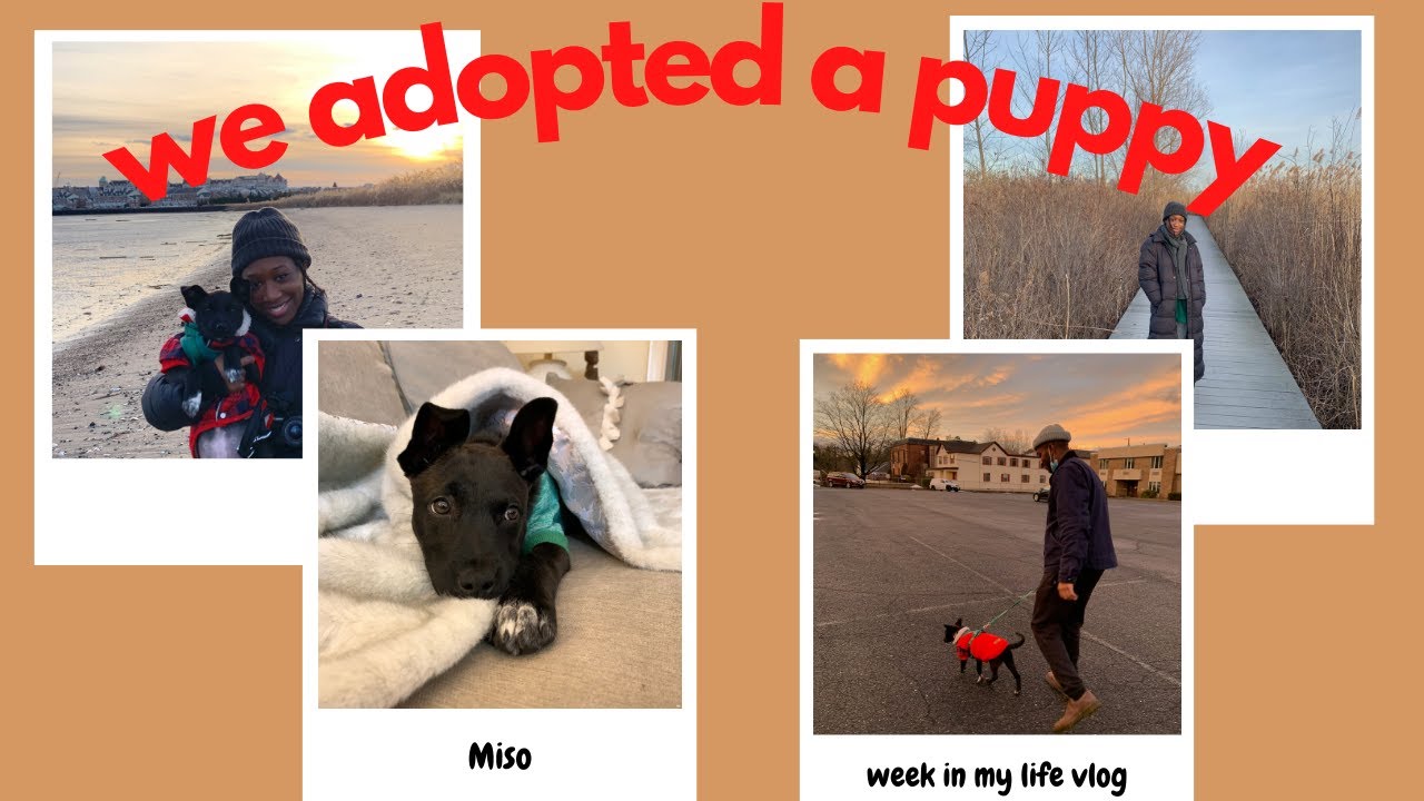 WE ADOPTED A PUPPY!