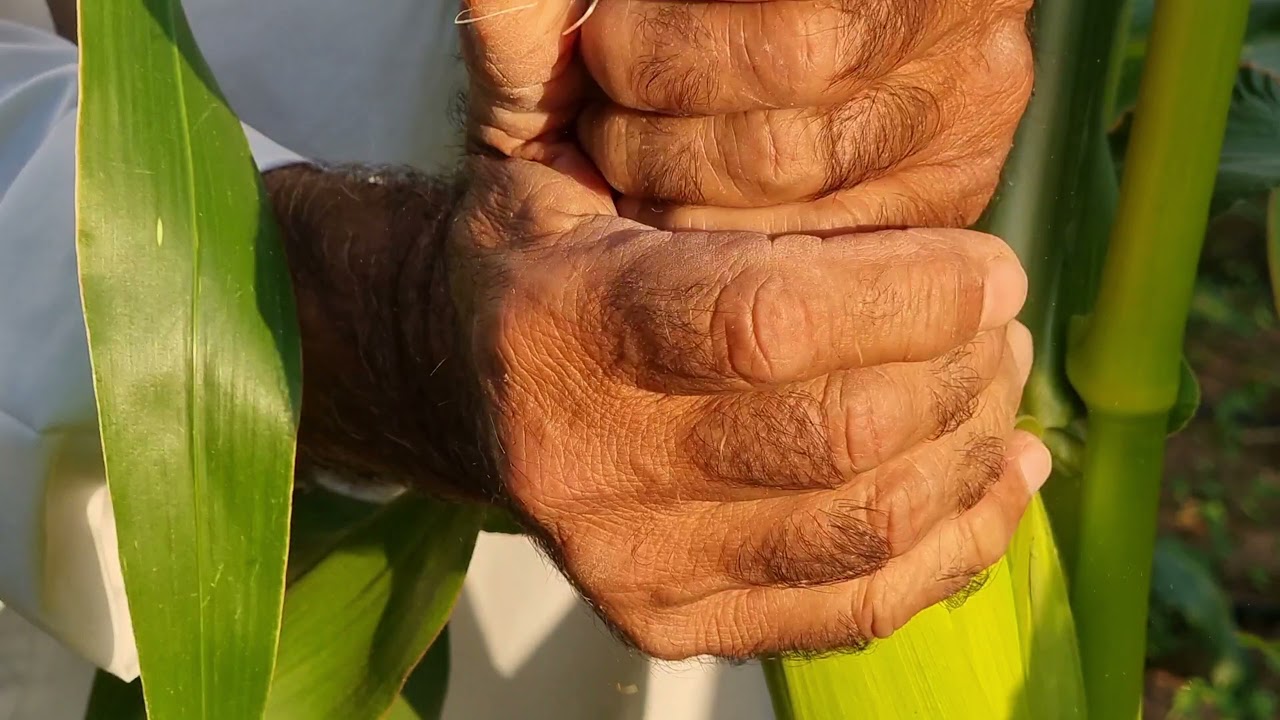 محصول الذرة في محضة