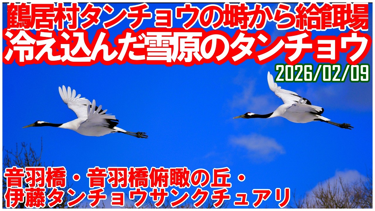 鶴居村早朝の音羽橋～音羽橋俯瞰の丘～伊藤タンチョウサンクチュアリ