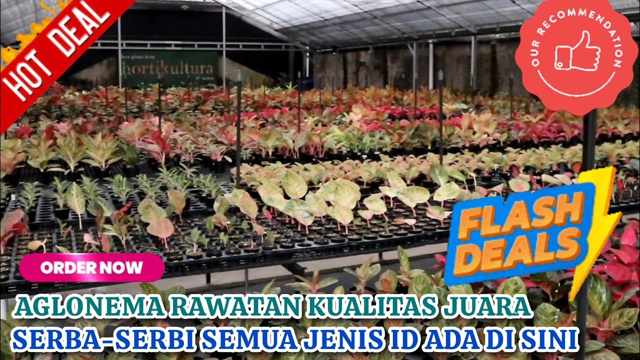 AWAL BULAN DENGAN AGLAONEMA RAWATAN KUALITAS JUARA, SUPER MURAH, SEGALA JENIS ADA DI SINI. Eps 1601