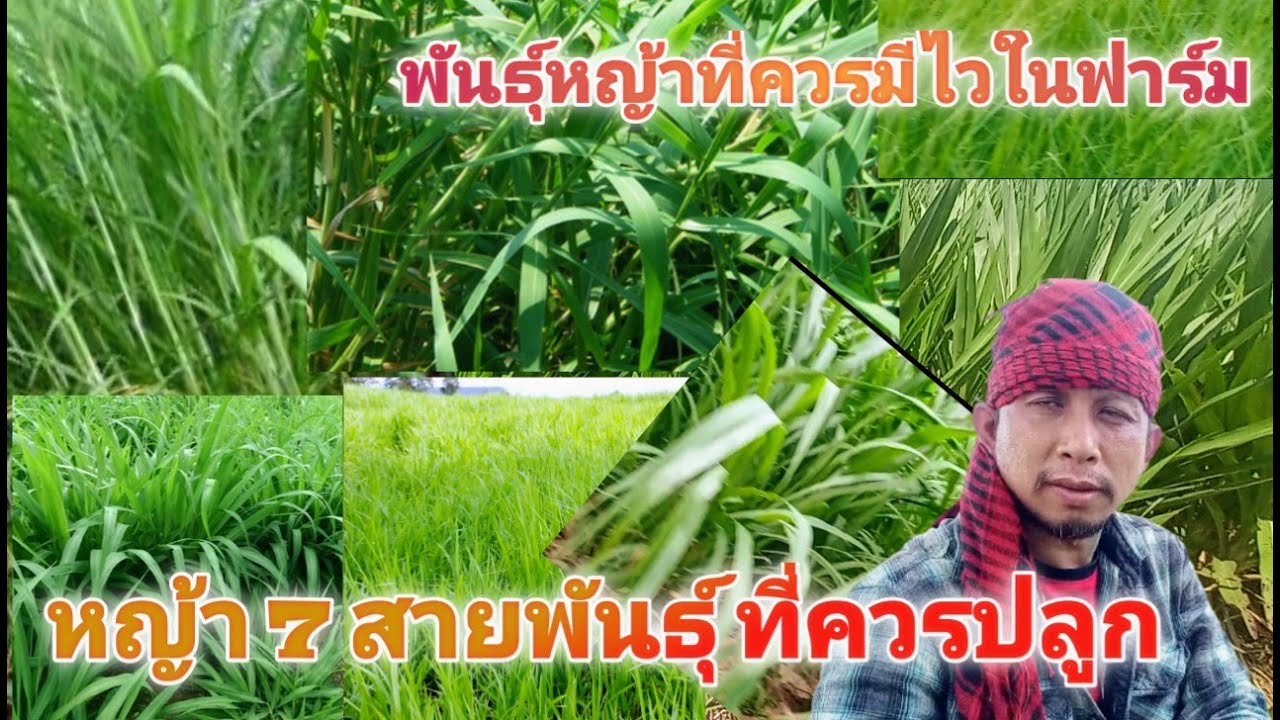 แนะนำหญ้า 7 สายพันธุ์ ที่นิยมและที่ควรปลูกที่อย่างน้อยต้องมีสัก 3 สายพันธุ์ปลูกในฟาร์มของเรา