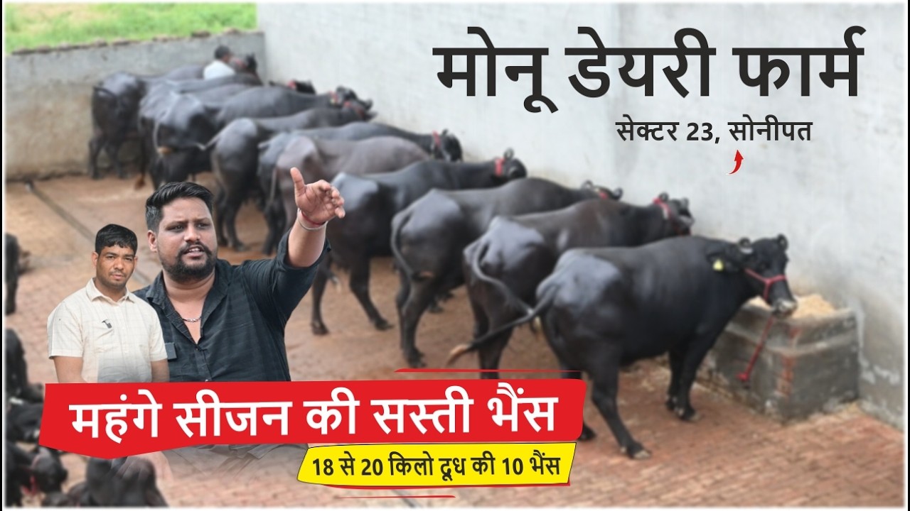 महंगे सीजन की सस्ती भैंस, 18 से 20 किलो दूध की 10 भैंस || MONU DAIRY FARM, SONIPAT
