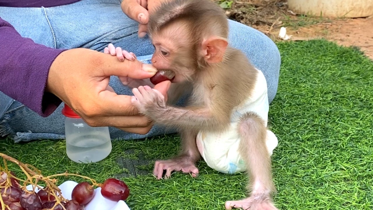 So delicious!! Smart child LIORA learns to eat grapes for the first time