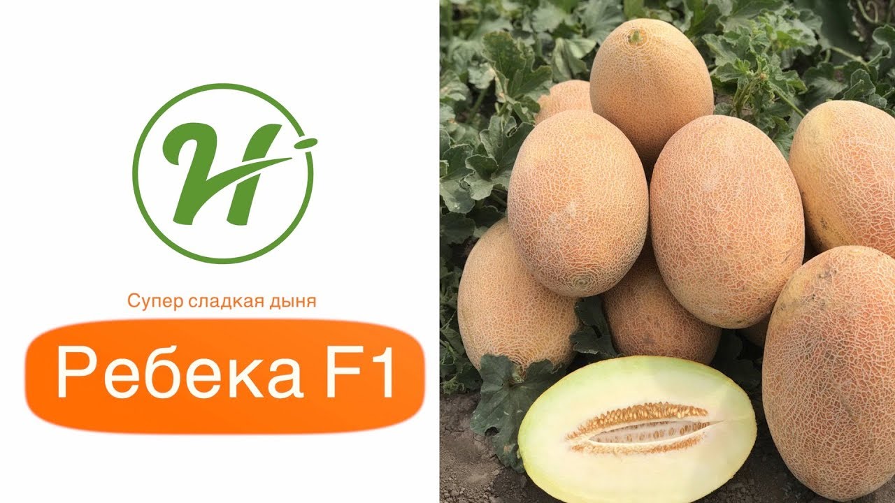 Супер сладкая дыня Ребекка F1