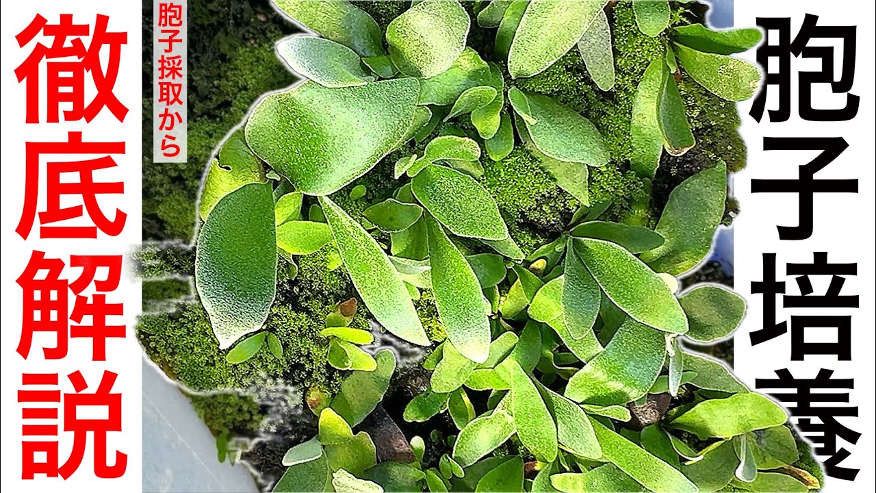 【完全保存版】ビカクシダの胞子培養を始めたいあなたへ。【胞子採取から蒔き方、交雑法まで】