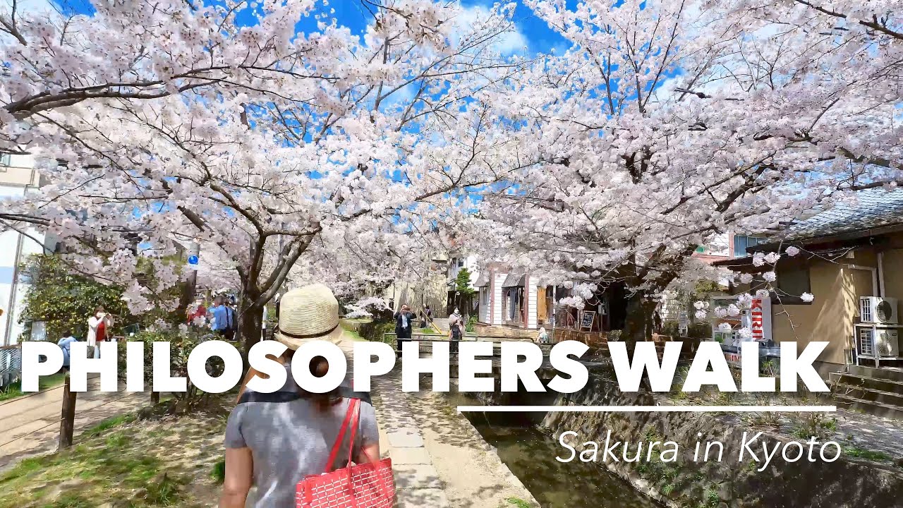 Best Spots in Kyoto Japan - Philosopher's Walk with Cherry Blossoms Sakura