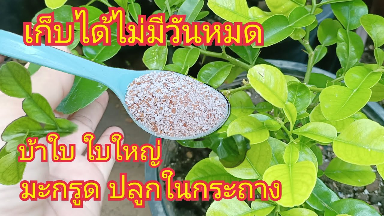 อย่าโยนทิ้ง!! แค่ 1 ช้อนมะกรูดบ้าใบเยอะ ล้นกระถางเก็บได้ทั้งปีไม่มีวันหมด สาคู Channel