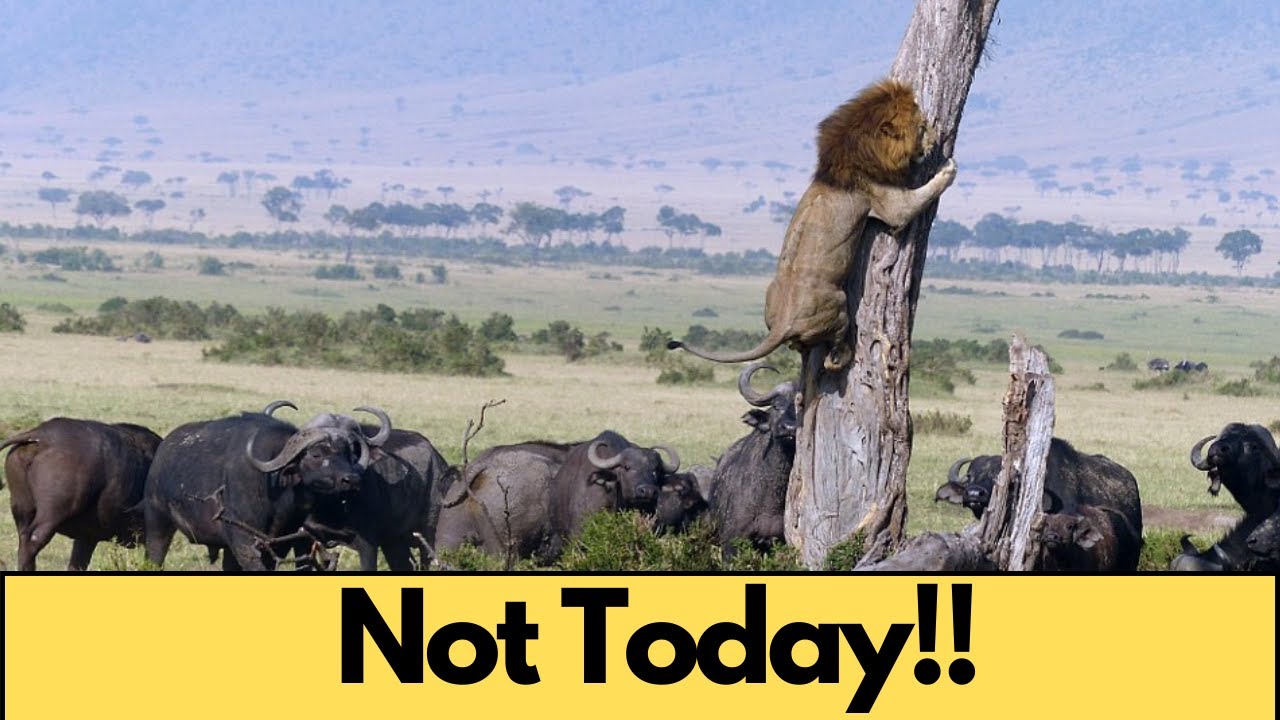 When Prey Fights Back And Wins! 10 Times animals messed with the wrong opponent.
