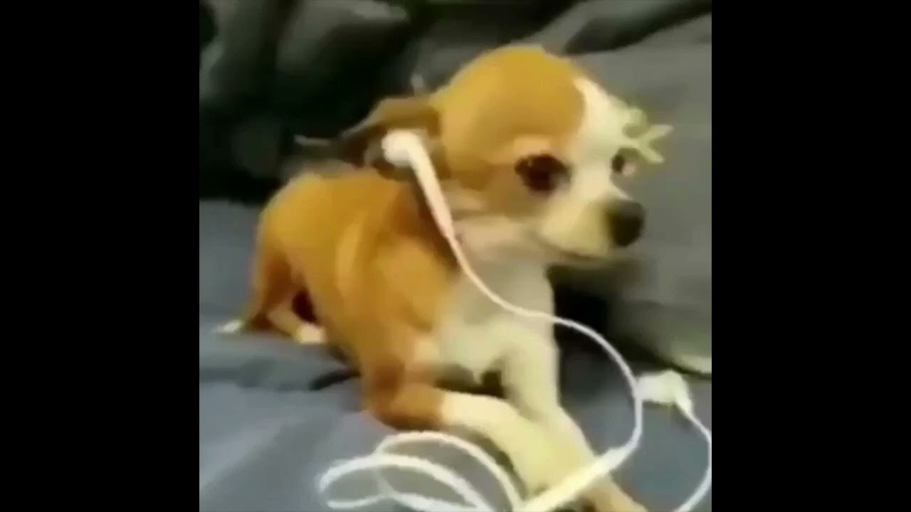 grupo revelação - deixa acontecer (speed up)