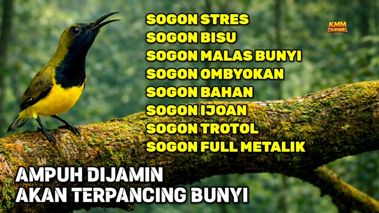 5 DETIK GACOR‼️ Pancingan sogon agar emosi bunyi ngleper