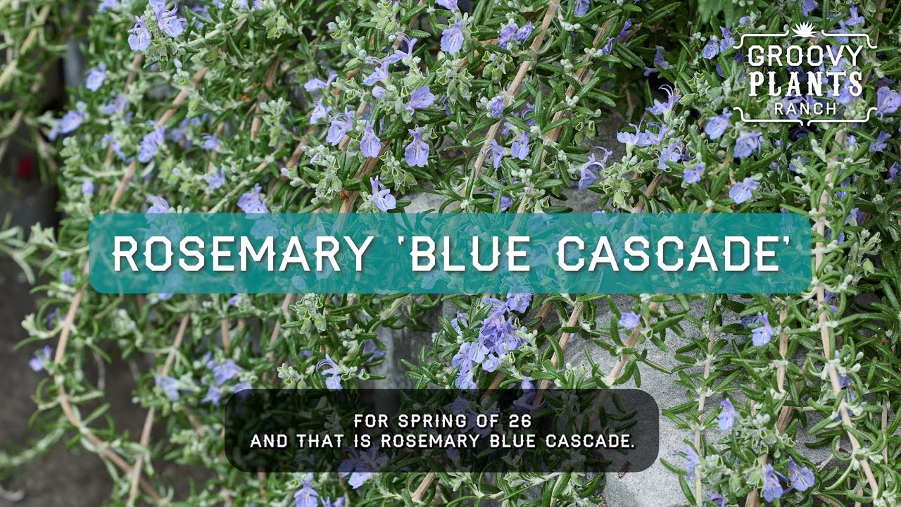 Groovy Plants Ranch : Rosemary Blue Cascade 🌿 Ohio-Hardy Trailing Rosemary for Containers & Cooking