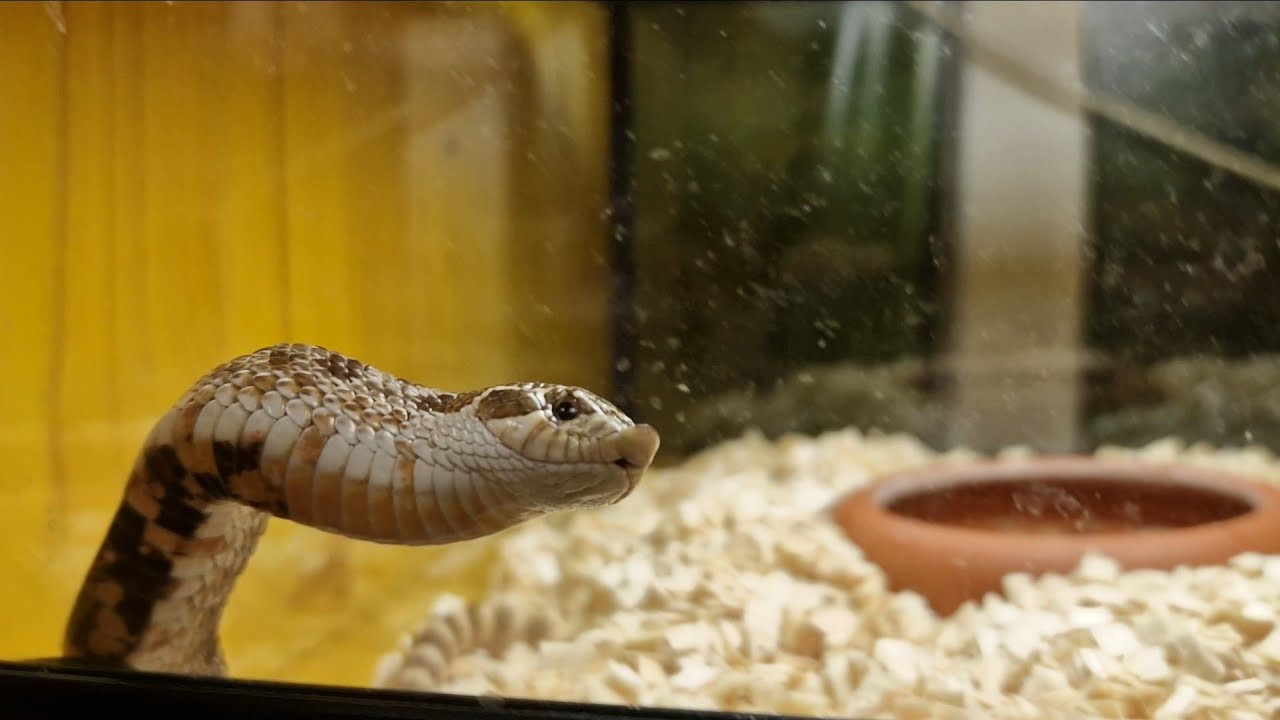 Heterodon Nasicus,  Un serpente curioso 