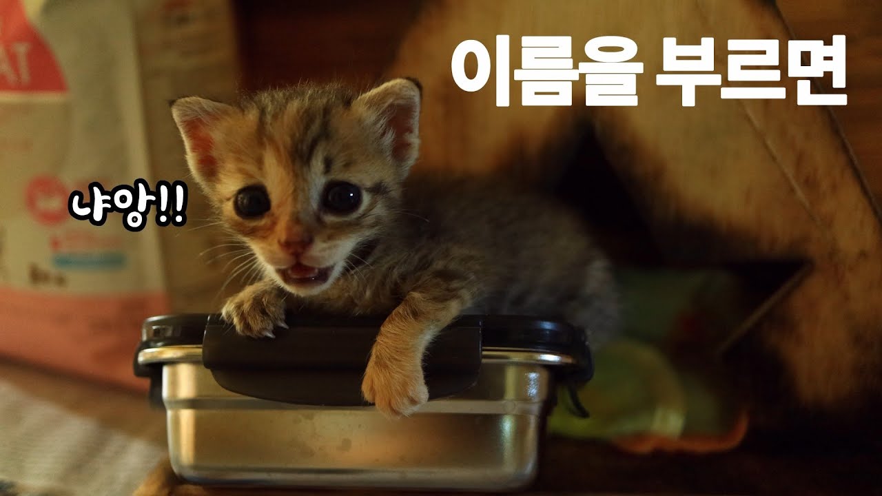 (ENG)🍒프로분유먹방러 아기고양이 앵두 모음집 (귀가 팔랑팔랑)