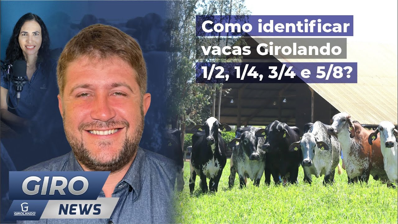 Como identificar vacas Girolando 1/2, 1/4, 3/4 e 5/8? - #Gironews76