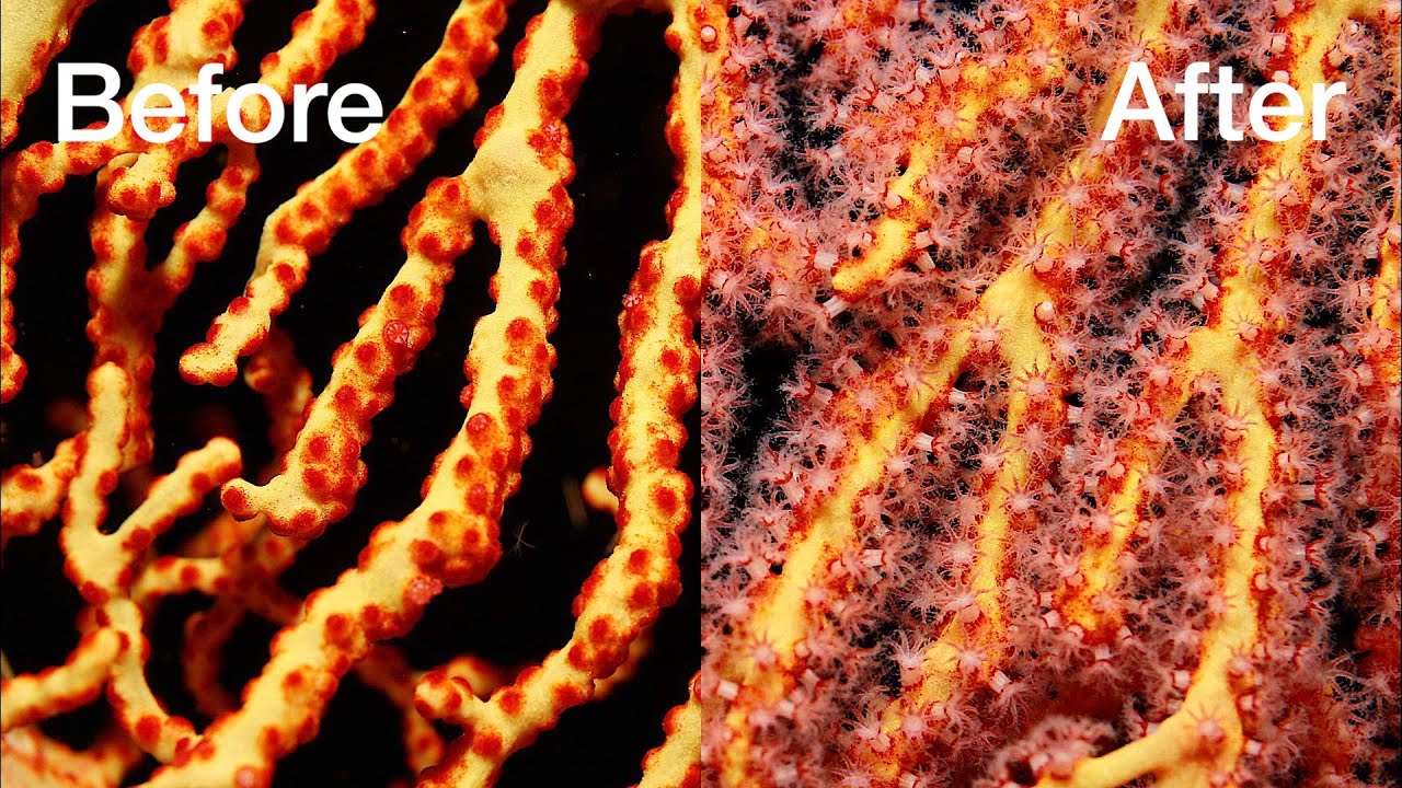 Time Lapse of Sea Fan polyps emerging to feed