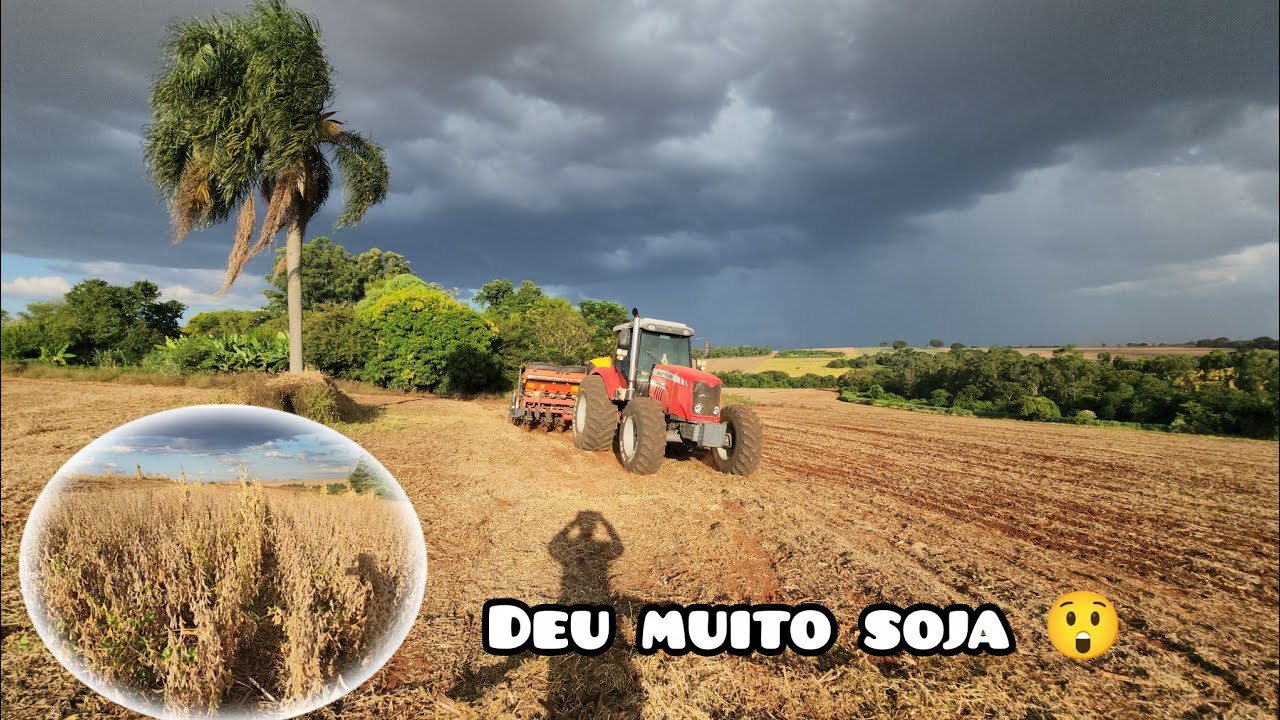 Colhendo a soja do Granizo e plantio do Milho DKB 260