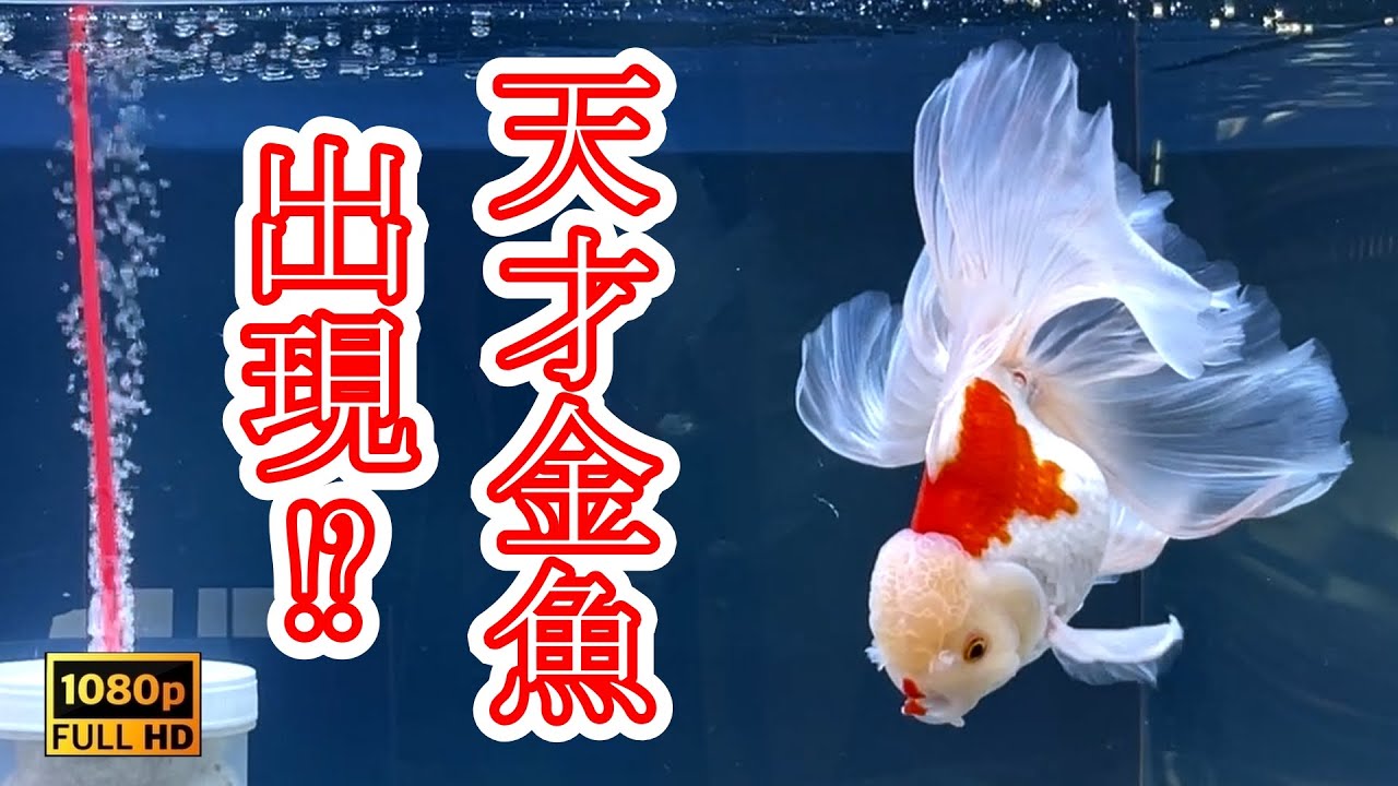 👉【 自力で転覆病を克服する金魚】