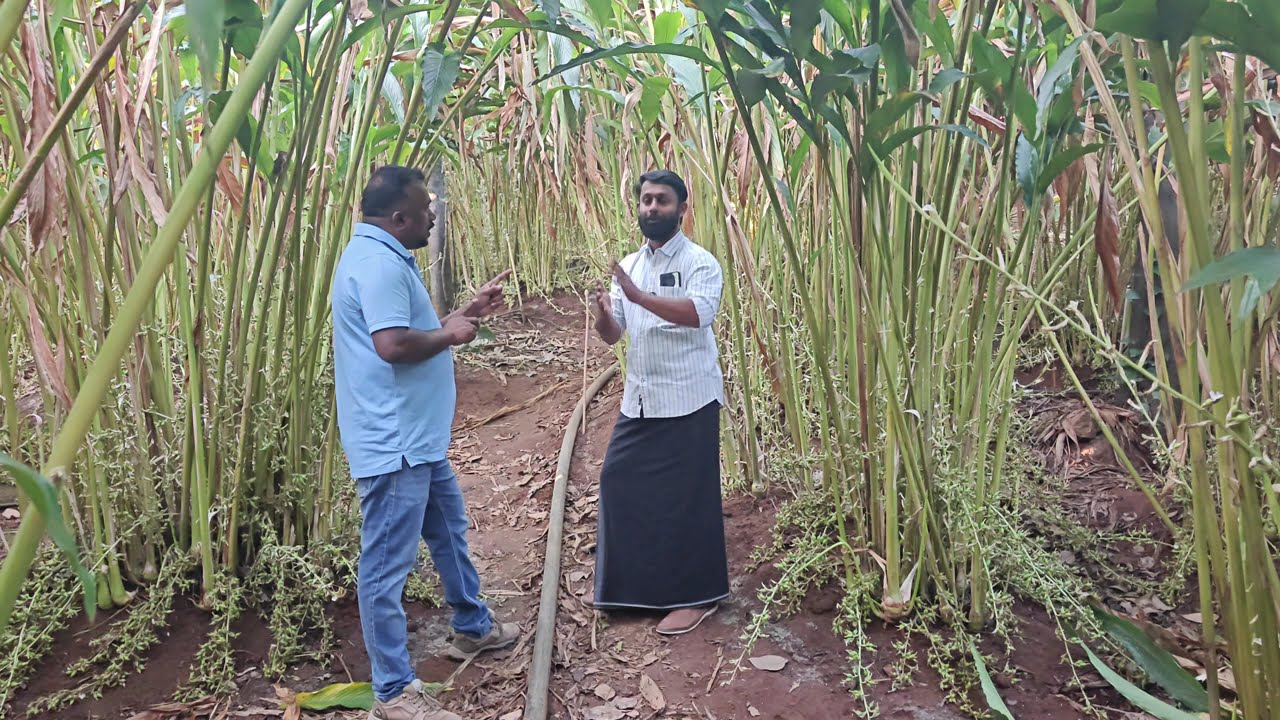 ചിമ്പ് അടിക്കാൻ വളം കൊടുക്കുന്ന കൂടെ കൊടുക്കാൻ കഴിയുന്ന മിത്രബാക്റ്റീരിയകളും അതിന്റെ ഗുണങ്ങളും AtoZ.