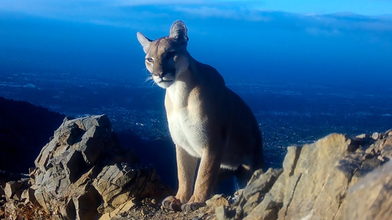 Peak Performance In The Angeles National Forest 