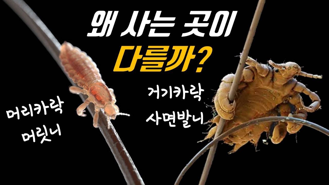 사면발니와 몸니는 어쩌다 다른 털에 살게 됐을까? (feat.머릿니)│이의 진화