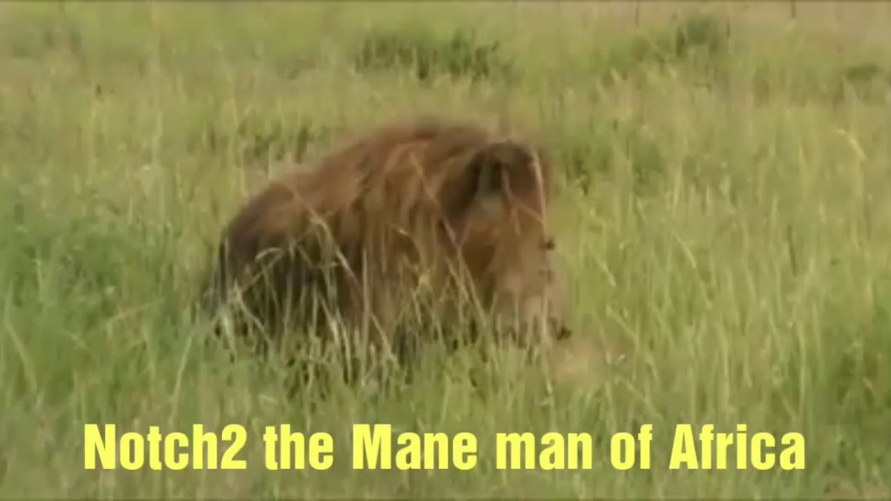 The magnificent Notch2, the last king of the Notch coalition