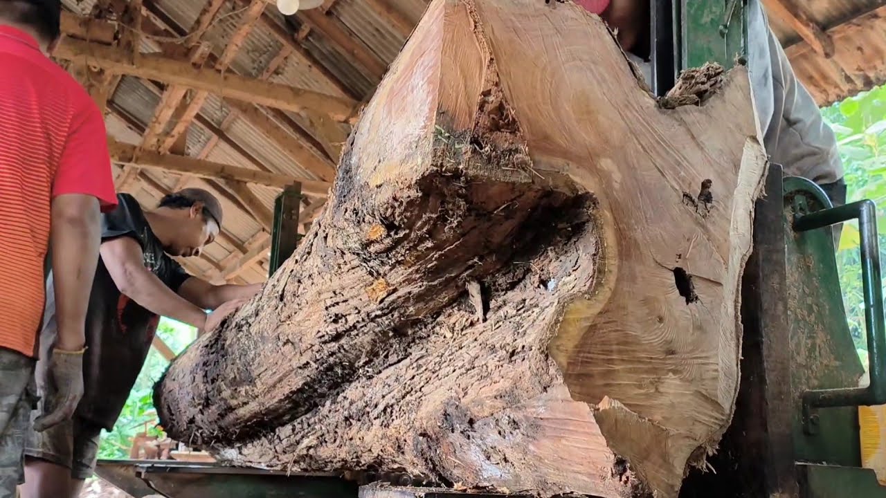 Melibatkan banyak orang!! Menggergaji kayu jati keramat tumbal pesugihan di sawmill