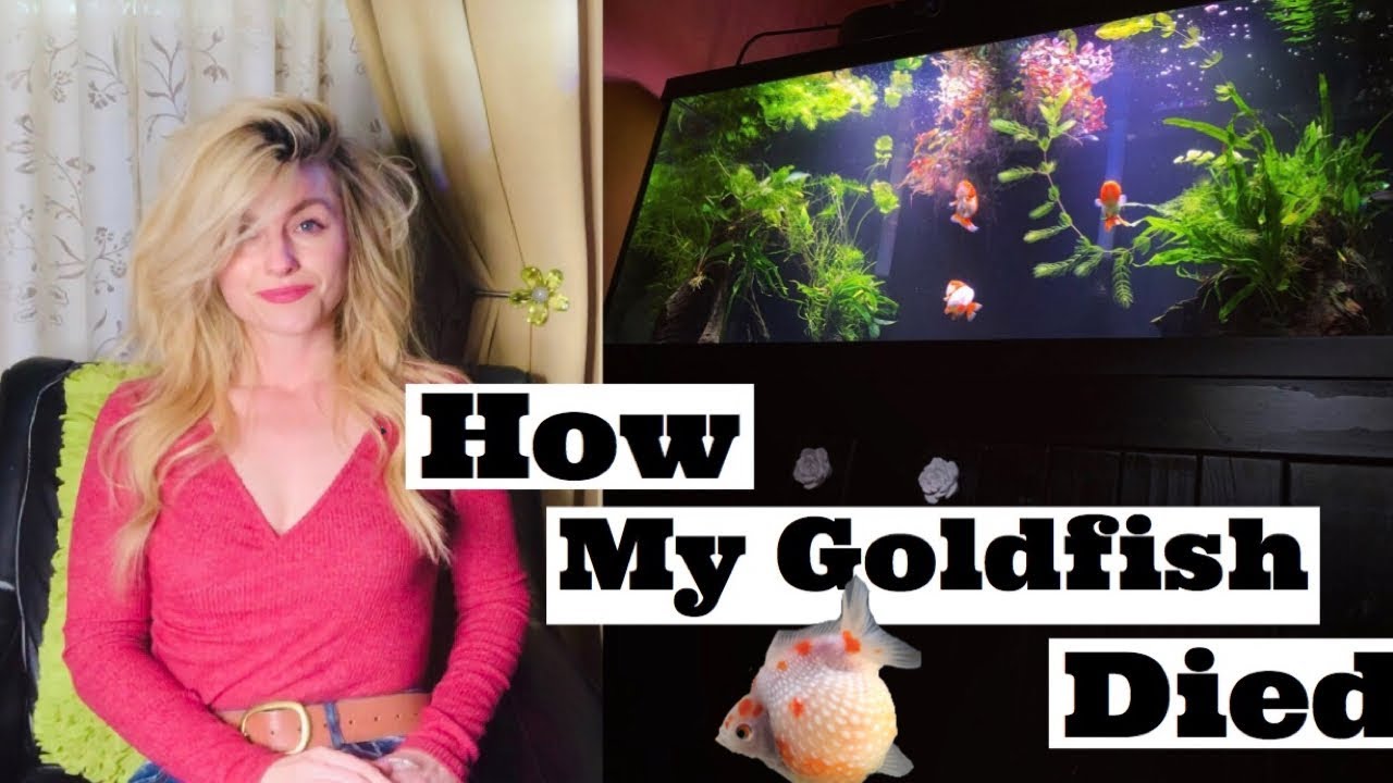 ALL MY GOLDFISH DIED(8 months ago)