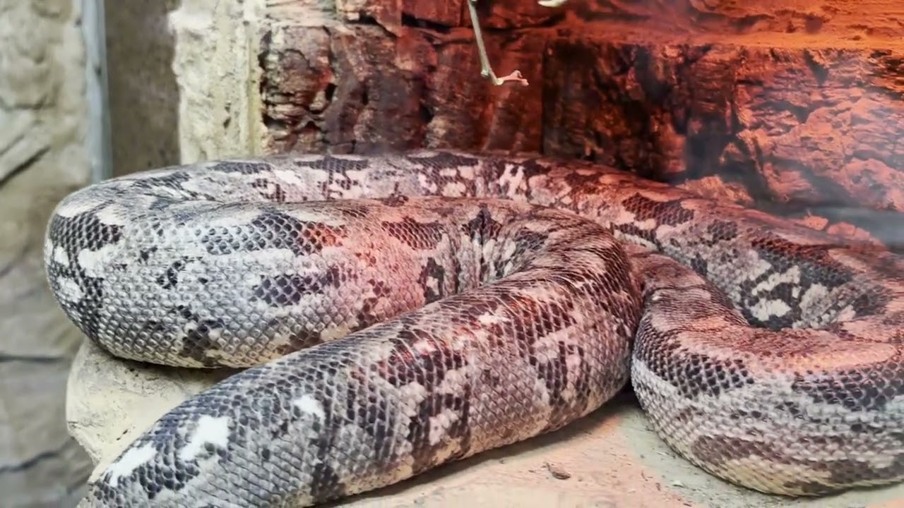 Katowice , Chorzów zoo / May 2023