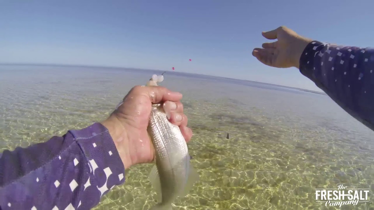 Yellow Fin Whiting fishing on the flats