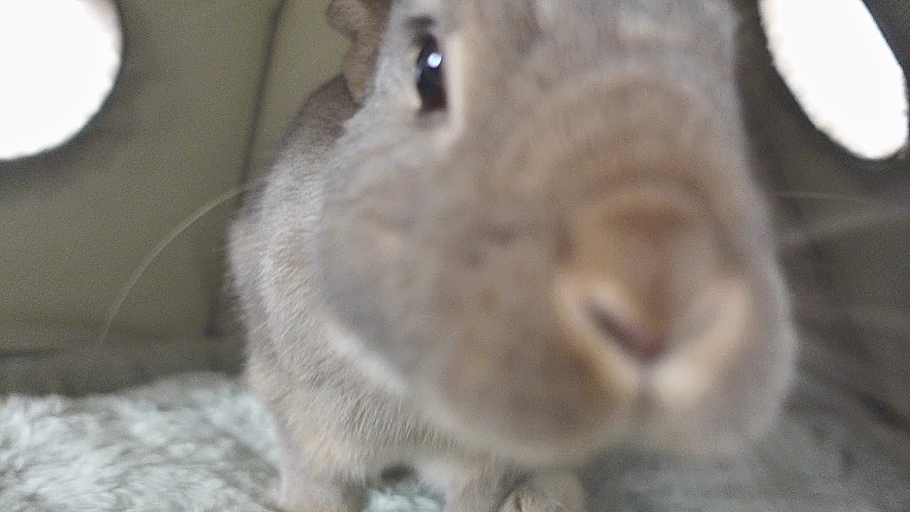 うさぎさんを覗き見してたら、威嚇されました🐰【661】