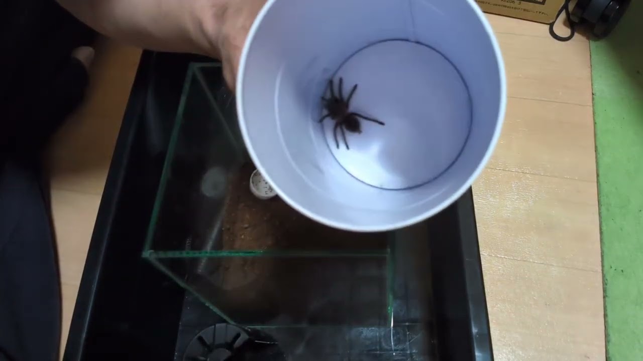 タランチュラの引っ越し