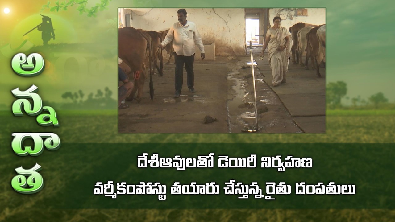 profitable Desi cow farming for vermicompost production by farmer couple @ Adilabad | ETV