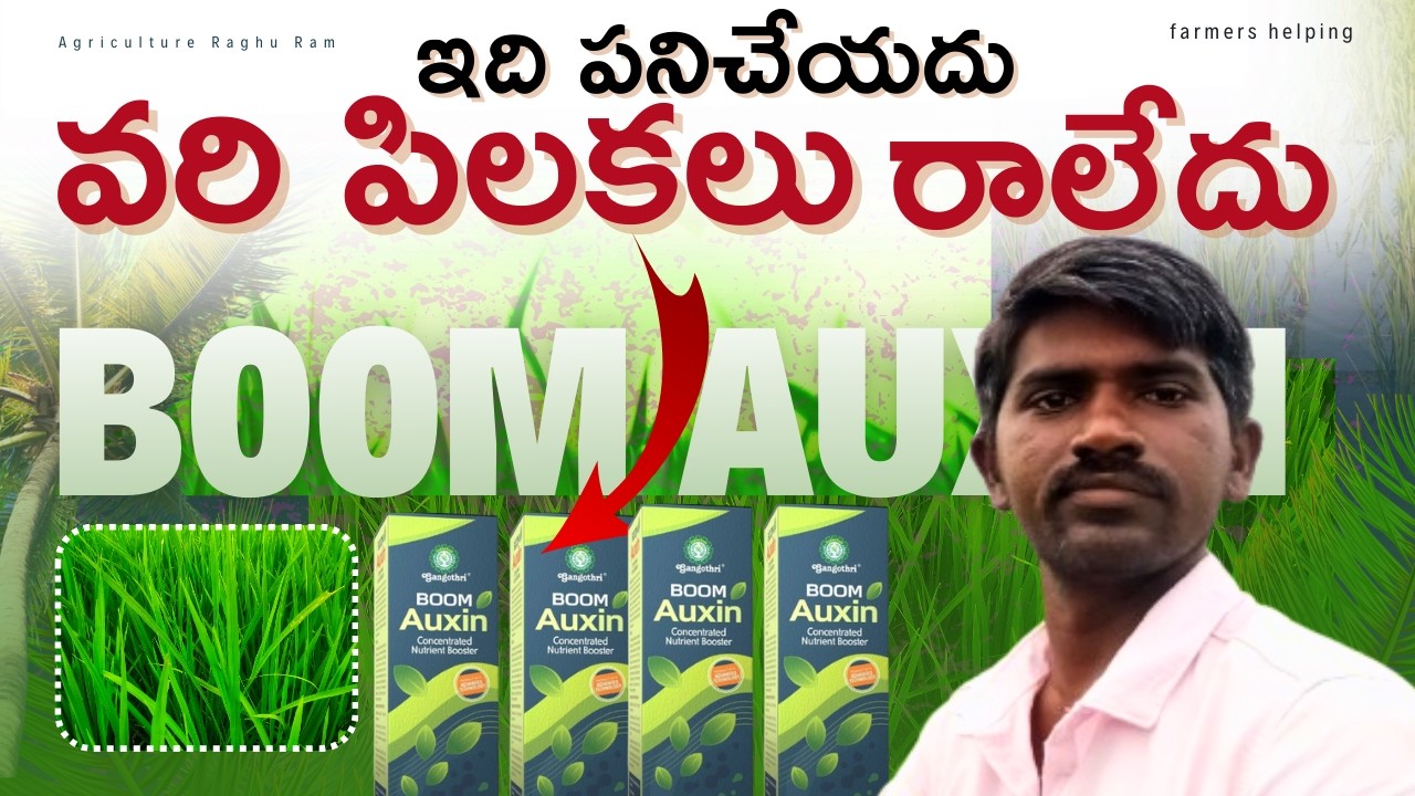 వరిలో అధిక పిలికలు రావాలంటే? |ఈ Boom auxin పనిచేయదు 🌾🚫❌