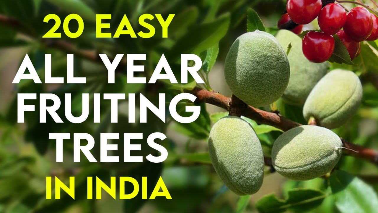 20 Best All Season Fruit Trees in India | Easy Perennial Fruit Trees That Bear Fruit Year-Round